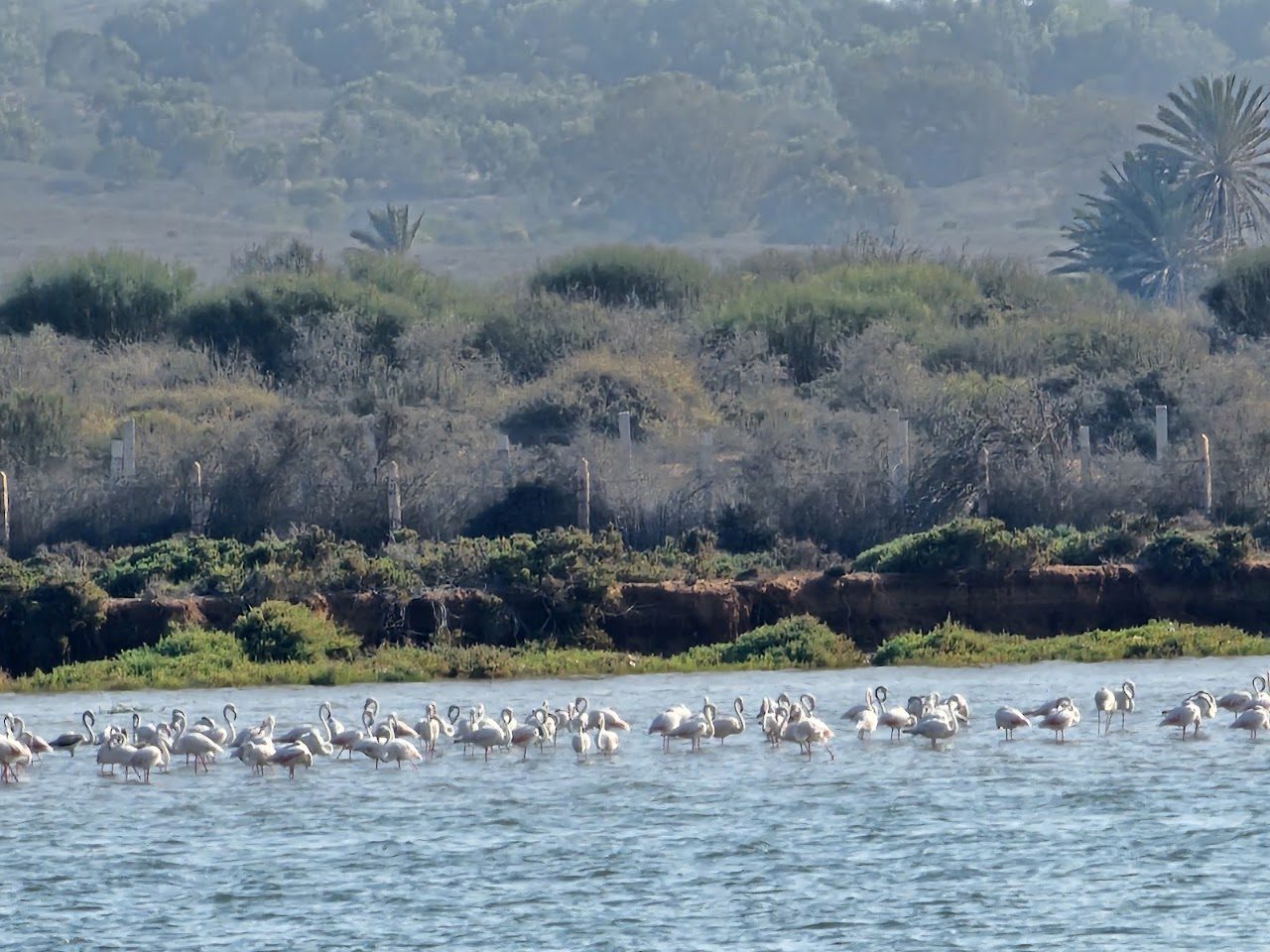 Colonie de flamants roses sur l’estuaire de l’oued Souss près d’Agadir