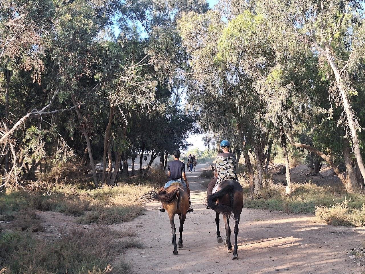 Deux cavaliers traversant la forêt d’eucalyptus près de l’oued Souss