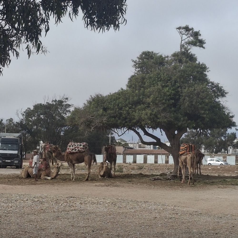 Dromadaires au repos sous un arbre au ranch d’Aghroud Bensergao
