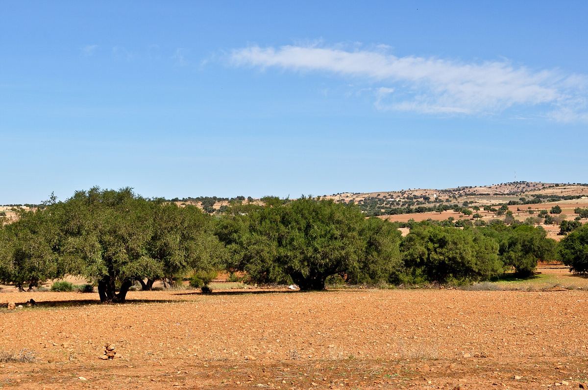 Argan trees on the red-earth country inland from Agadir