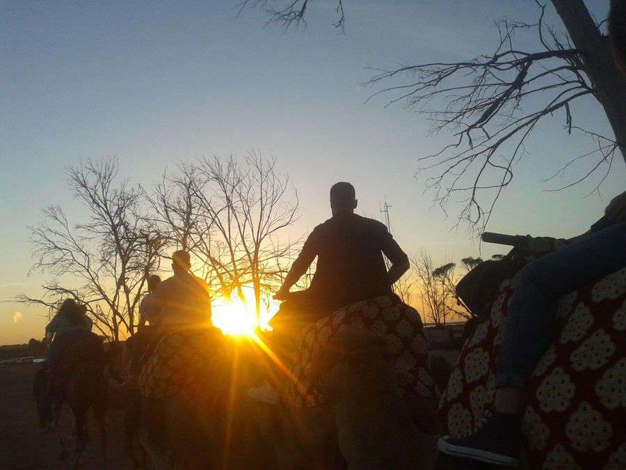 Camel caravan riding into the sunset near Agadir