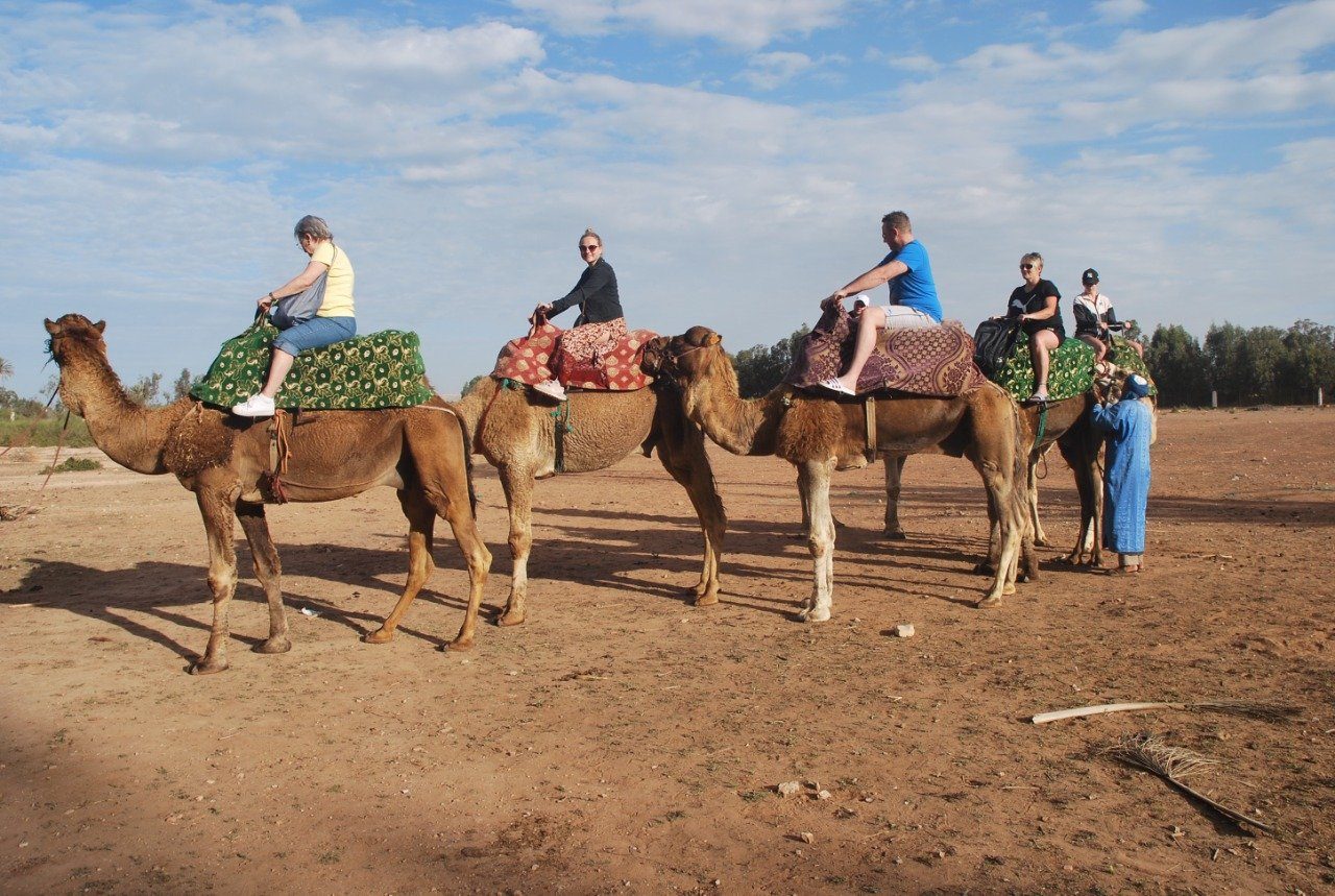 Guests riding a camel caravan at the ranch near the Souss river, Agadir