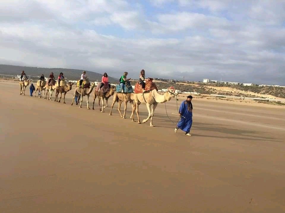 Camel caravan led by a guide on the beach near Agadir